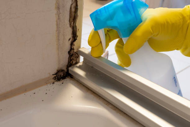 Professional Mold Remediation in Shrewsbury, PA